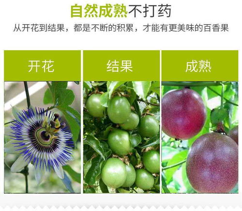 廣西百香果 從“雞蛋果”到孕婦摯愛的營養鮮果